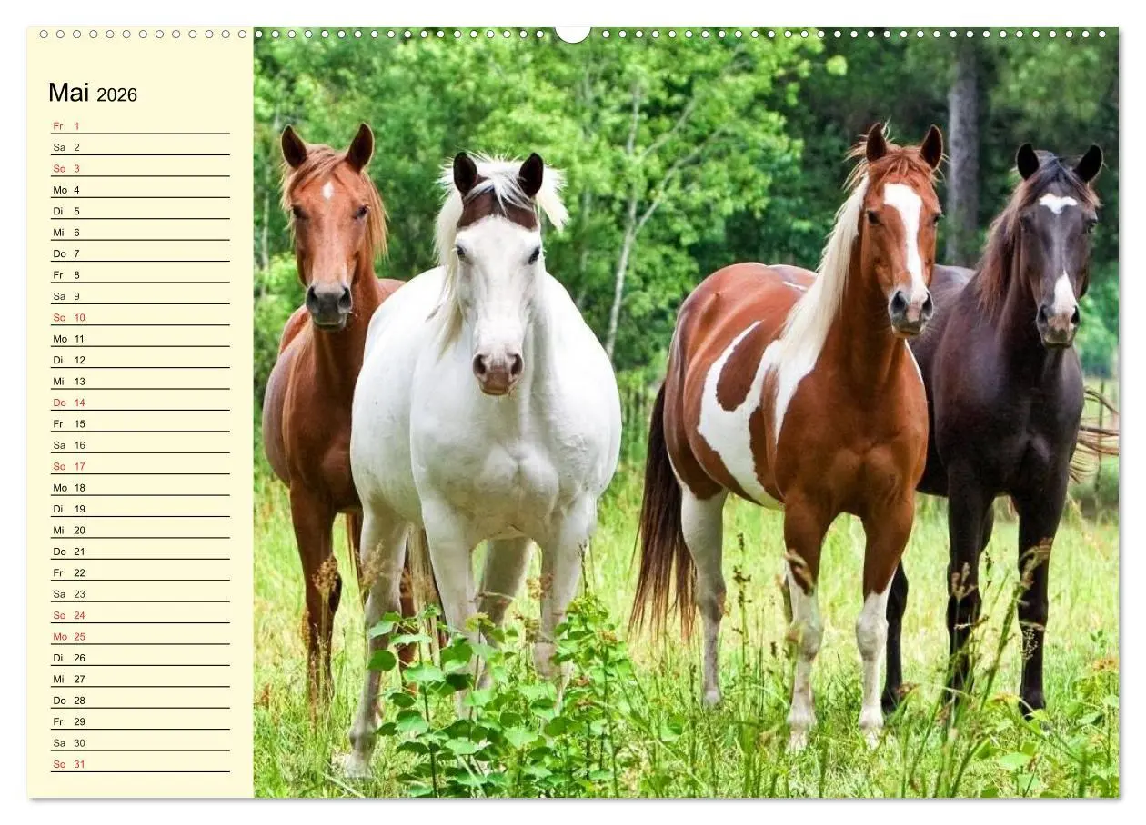 Bild: 9783457994498 | Wilde Pferde. Mustangs in USA (hochwertiger Premium Wandkalender...