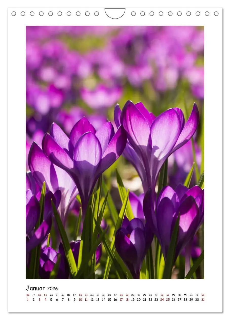 Bild: 9783516394498 | Lila Blütenzauber (Wandkalender 2026 DIN A4 hoch), CALVENDO...
