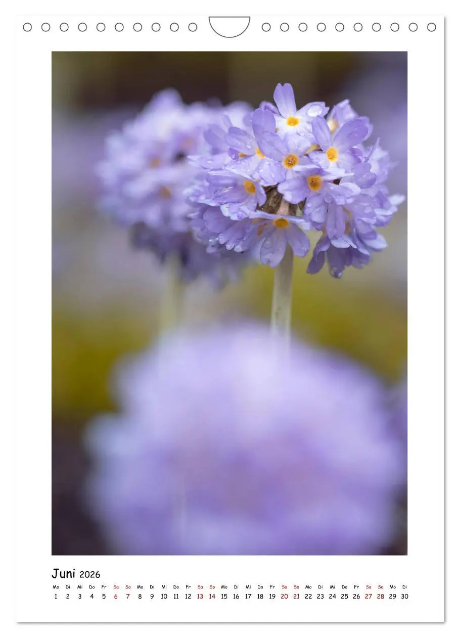 Bild: 9783516394498 | Lila Blütenzauber (Wandkalender 2026 DIN A4 hoch), CALVENDO...
