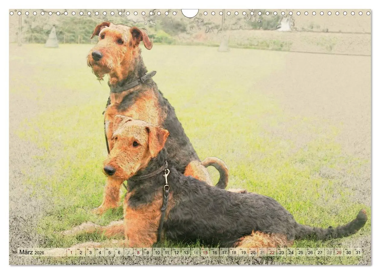Bild: 9783516074598 | Airedale Terrier 2026 (Wandkalender 2026 DIN A3 quer), CALVENDO...