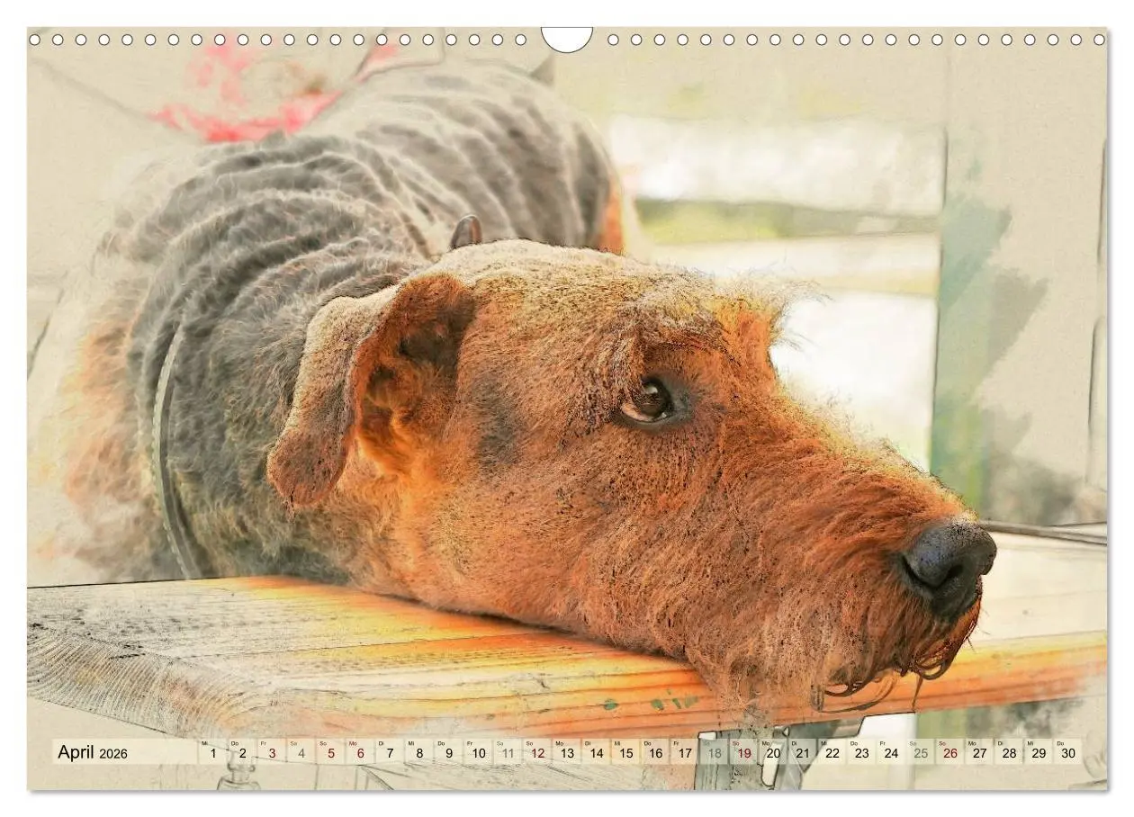 Bild: 9783516074598 | Airedale Terrier 2026 (Wandkalender 2026 DIN A3 quer), CALVENDO...