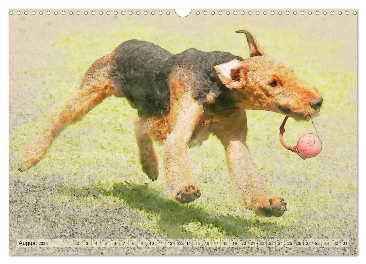 Bild: 9783516074598 | Airedale Terrier 2026 (Wandkalender 2026 DIN A3 quer), CALVENDO...