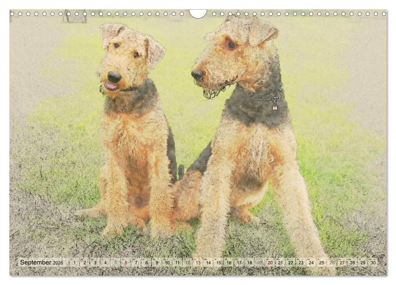 Bild: 9783516074598 | Airedale Terrier 2026 (Wandkalender 2026 DIN A3 quer), CALVENDO...