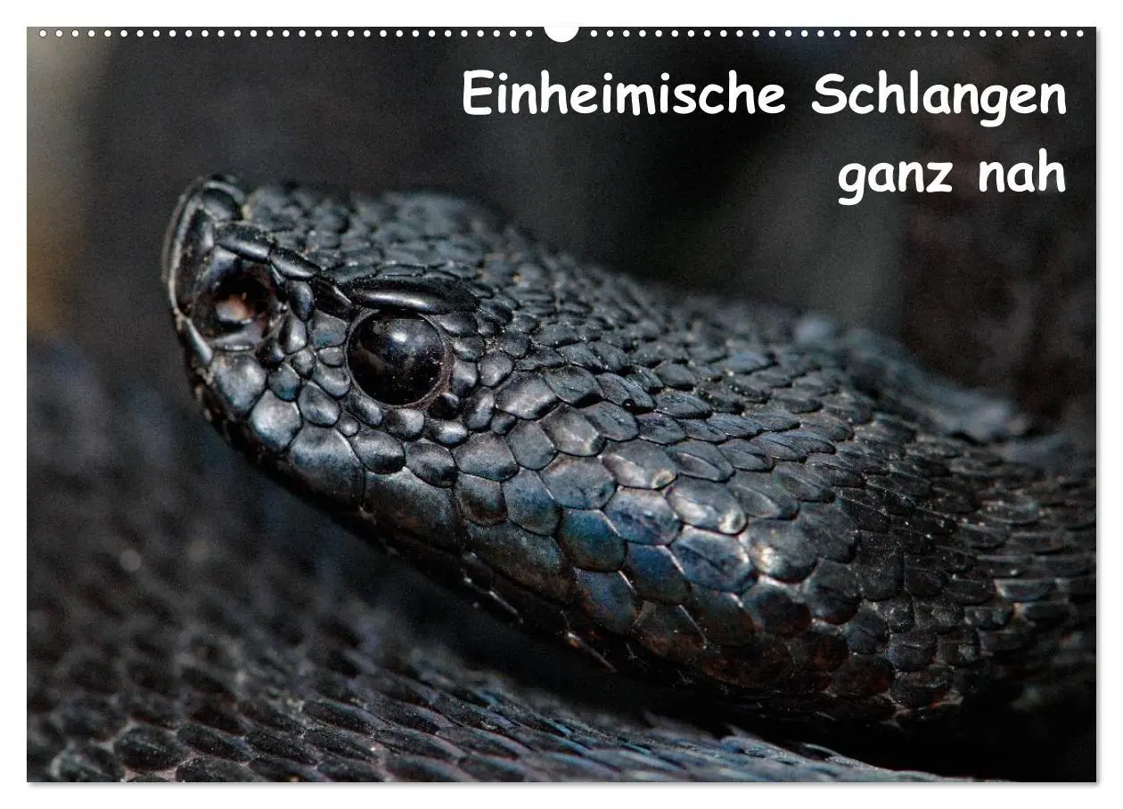 Cover: 9783516204698 | Einheimische Schlangen ganz nah (Wandkalender 2026 DIN A2 quer),...
