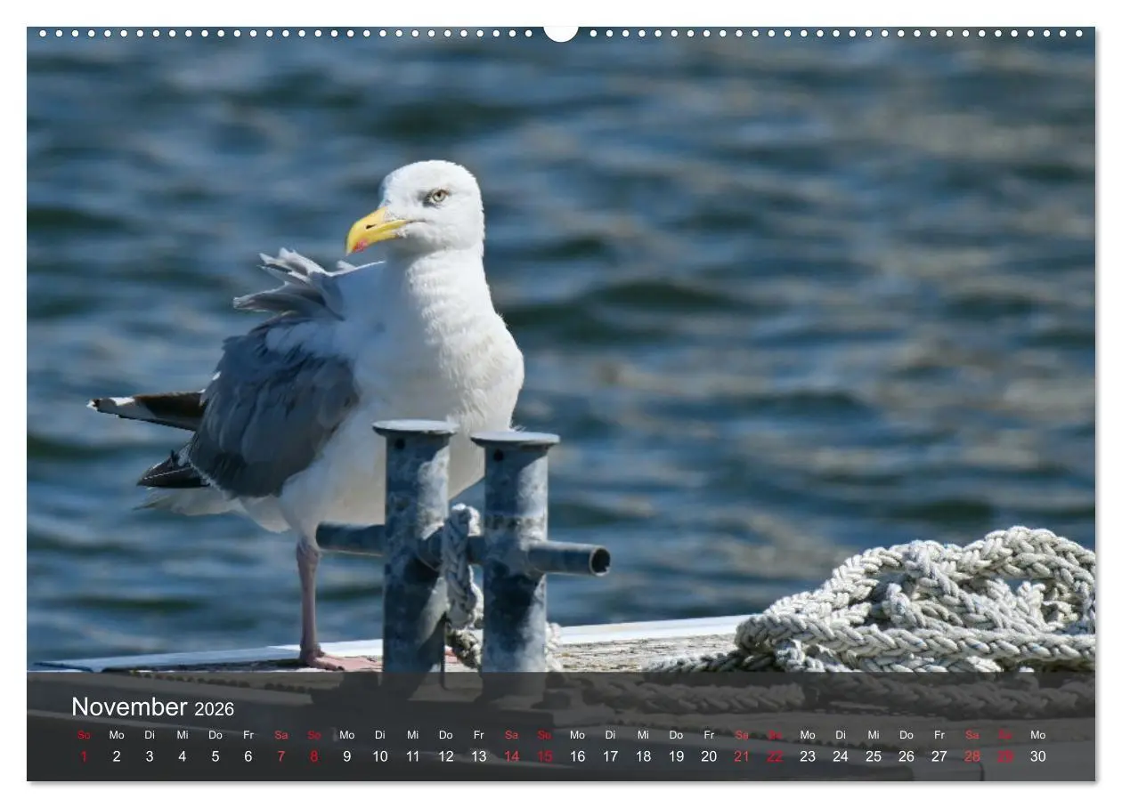 Bild: 9783457414798 | Strand und Küste - Möwen (hochwertiger Premium Wandkalender 2026...