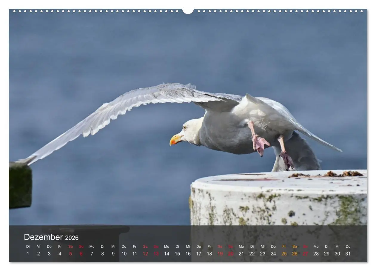 Bild: 9783457414798 | Strand und Küste - Möwen (hochwertiger Premium Wandkalender 2026...