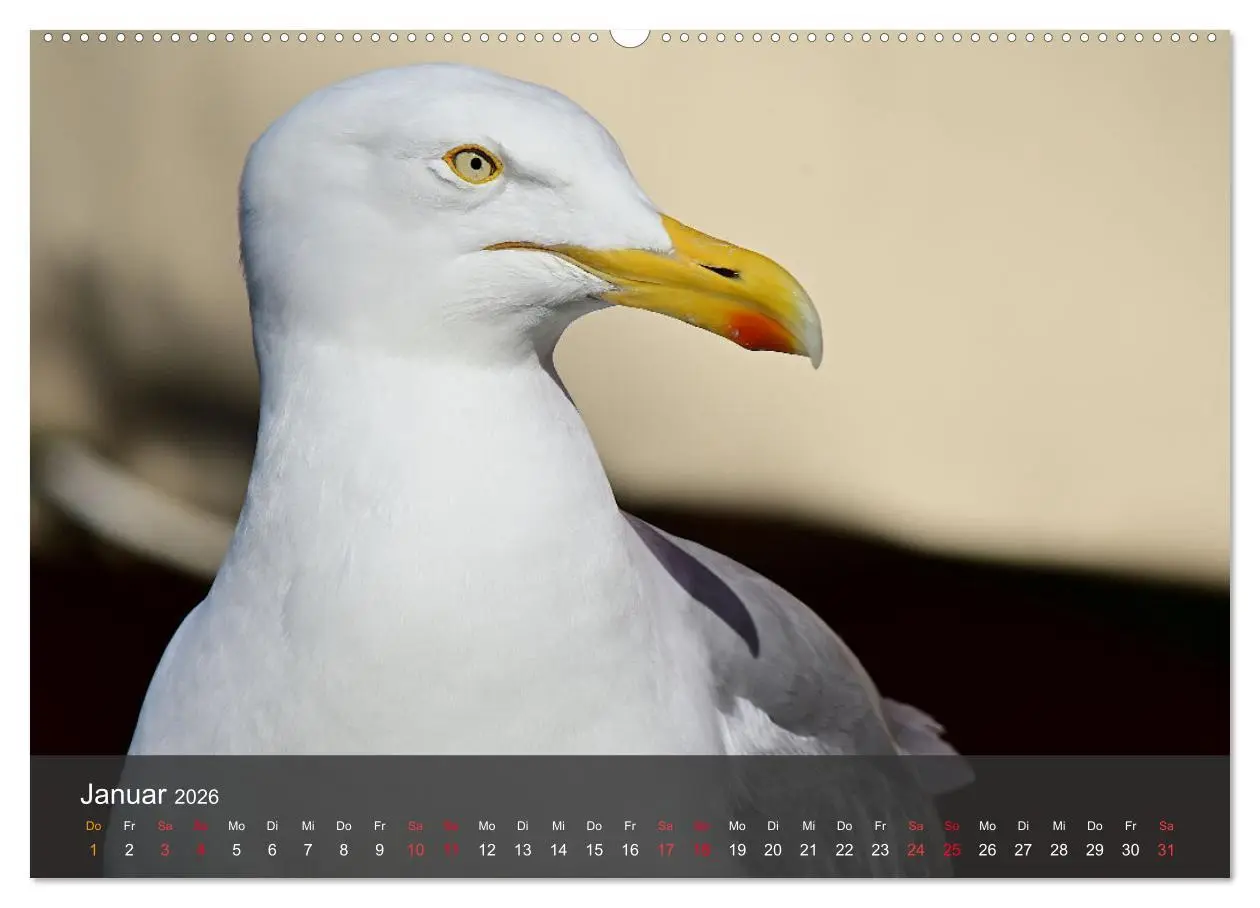 Bild: 9783457414798 | Strand und Küste - Möwen (hochwertiger Premium Wandkalender 2026...