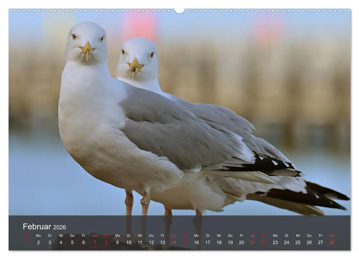 Bild: 9783457414798 | Strand und Küste - Möwen (hochwertiger Premium Wandkalender 2026...