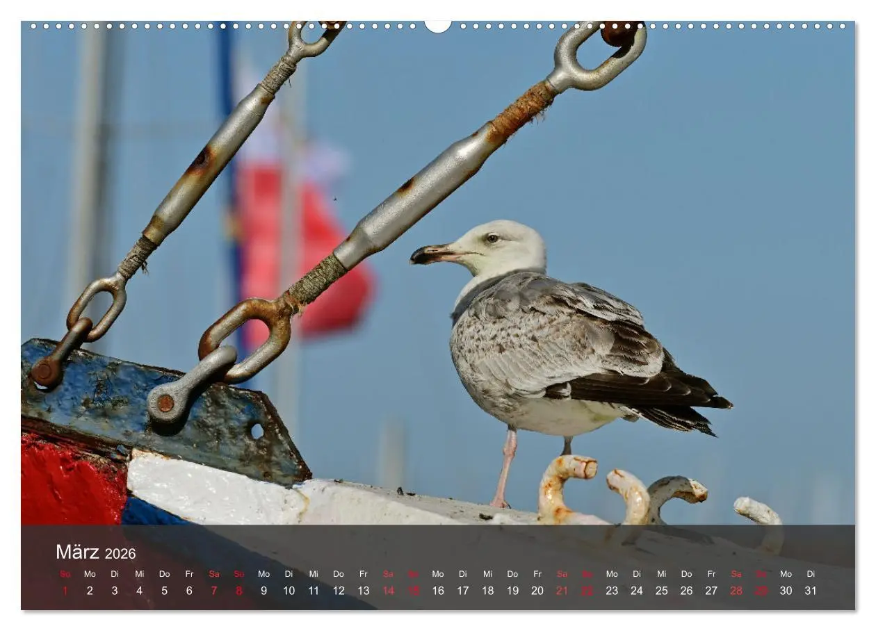 Bild: 9783457414798 | Strand und Küste - Möwen (hochwertiger Premium Wandkalender 2026...