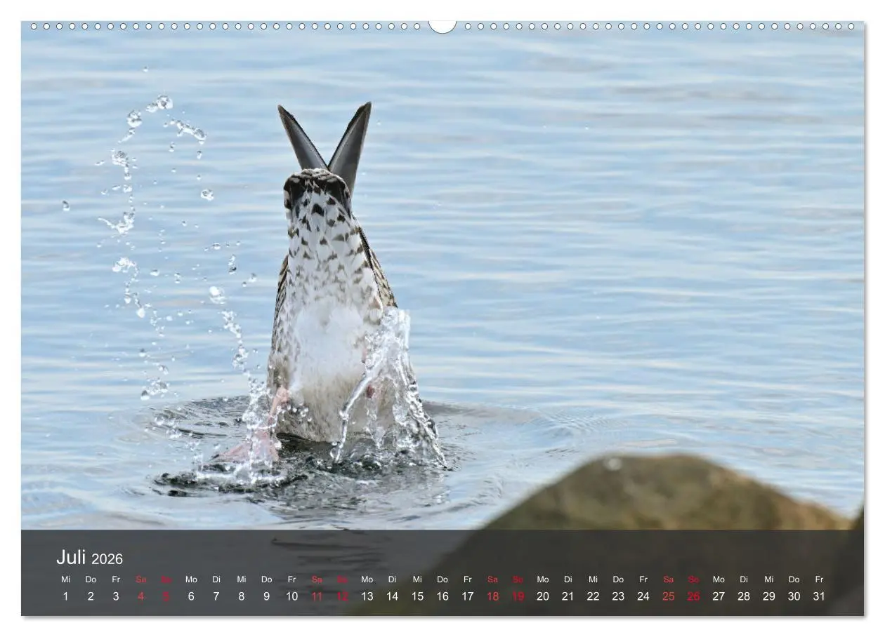 Bild: 9783457414798 | Strand und Küste - Möwen (hochwertiger Premium Wandkalender 2026...