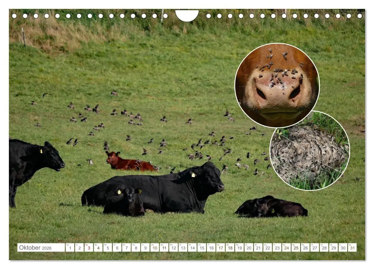 Bild: 9783516724998 | Weidetiere - Landschaftsgestalter seit Jahrhunderten (Wandkalender...