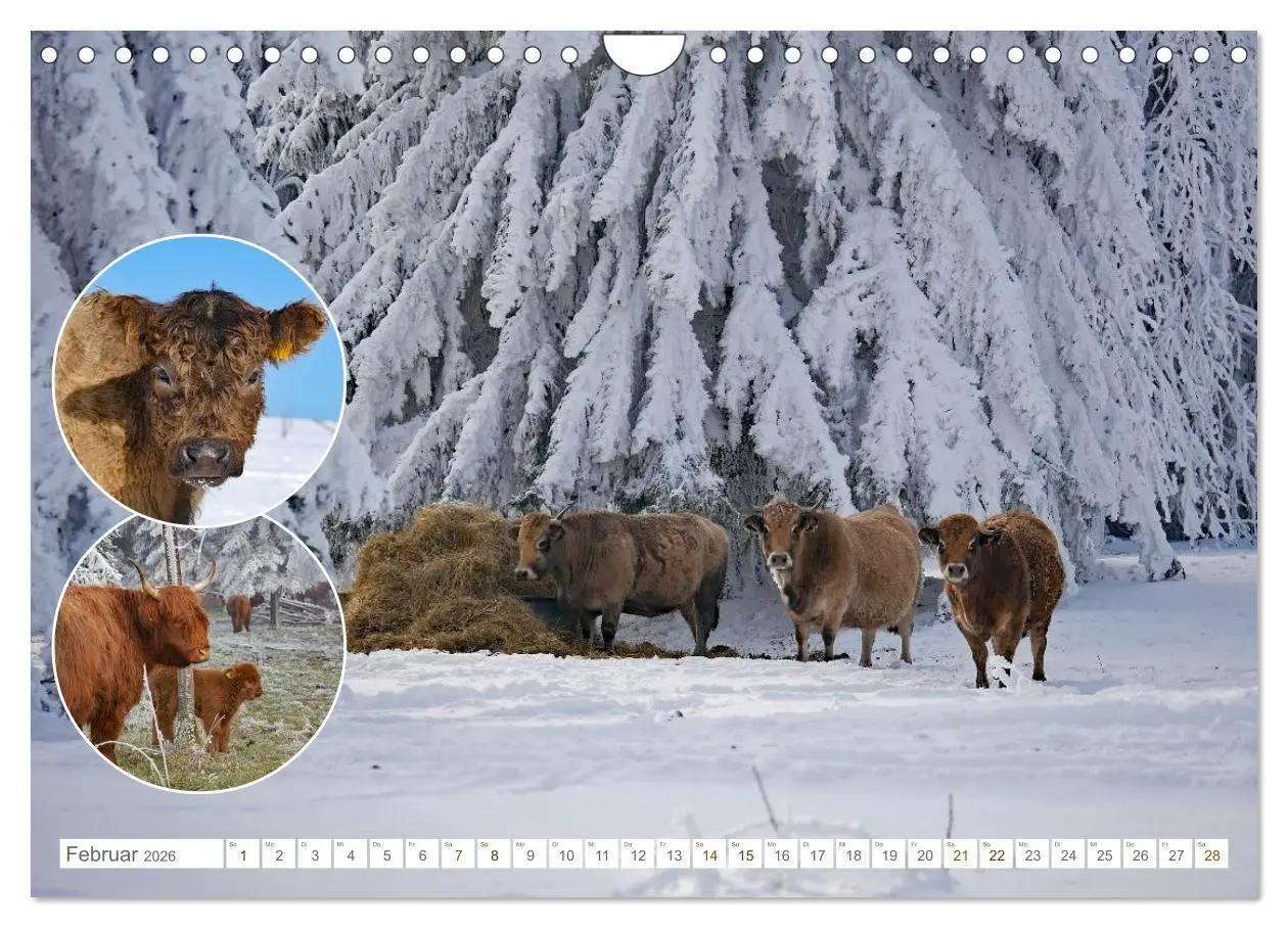 Bild: 9783516724998 | Weidetiere - Landschaftsgestalter seit Jahrhunderten (Wandkalender...