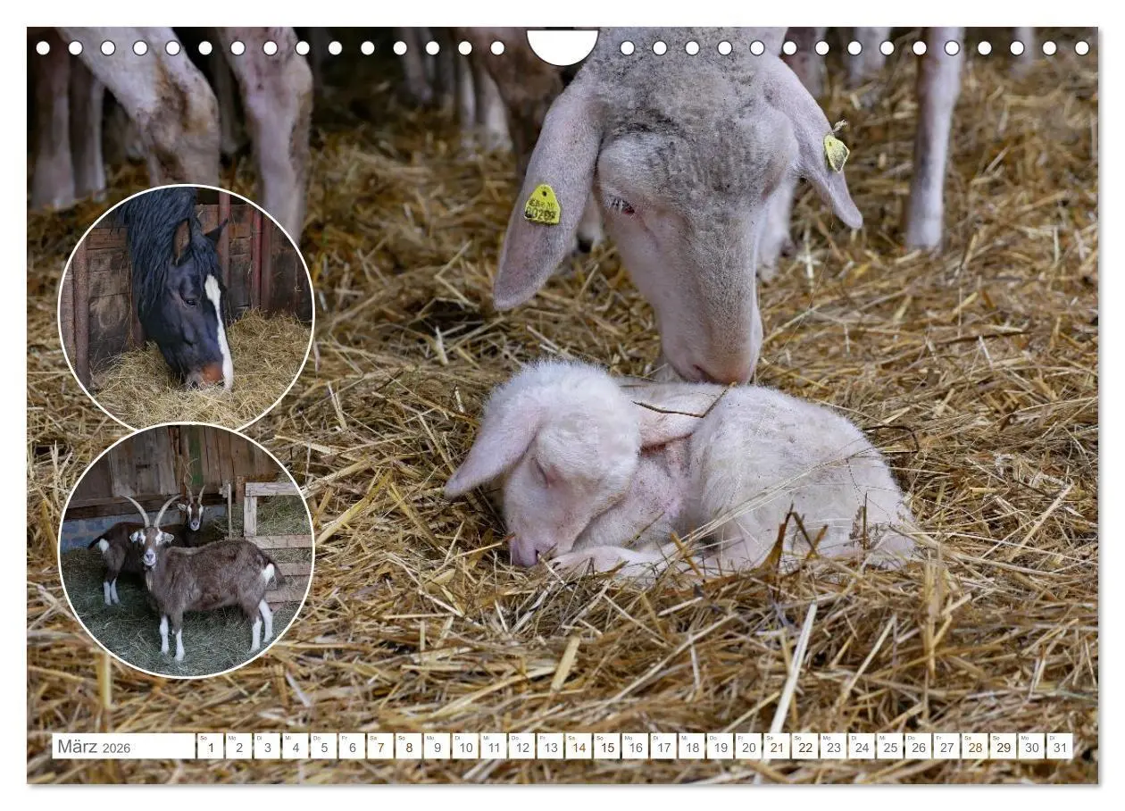 Bild: 9783516724998 | Weidetiere - Landschaftsgestalter seit Jahrhunderten (Wandkalender...