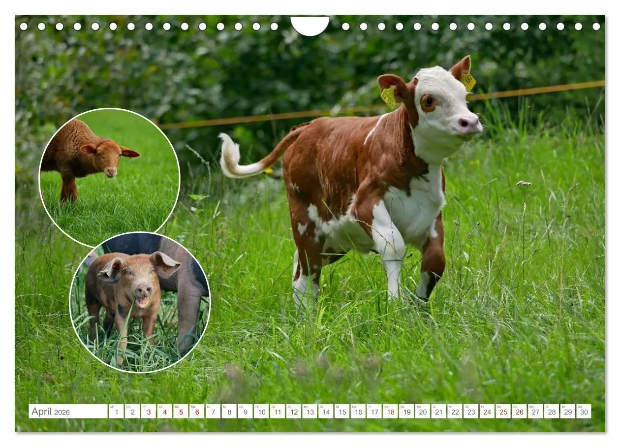 Bild: 9783516724998 | Weidetiere - Landschaftsgestalter seit Jahrhunderten (Wandkalender...