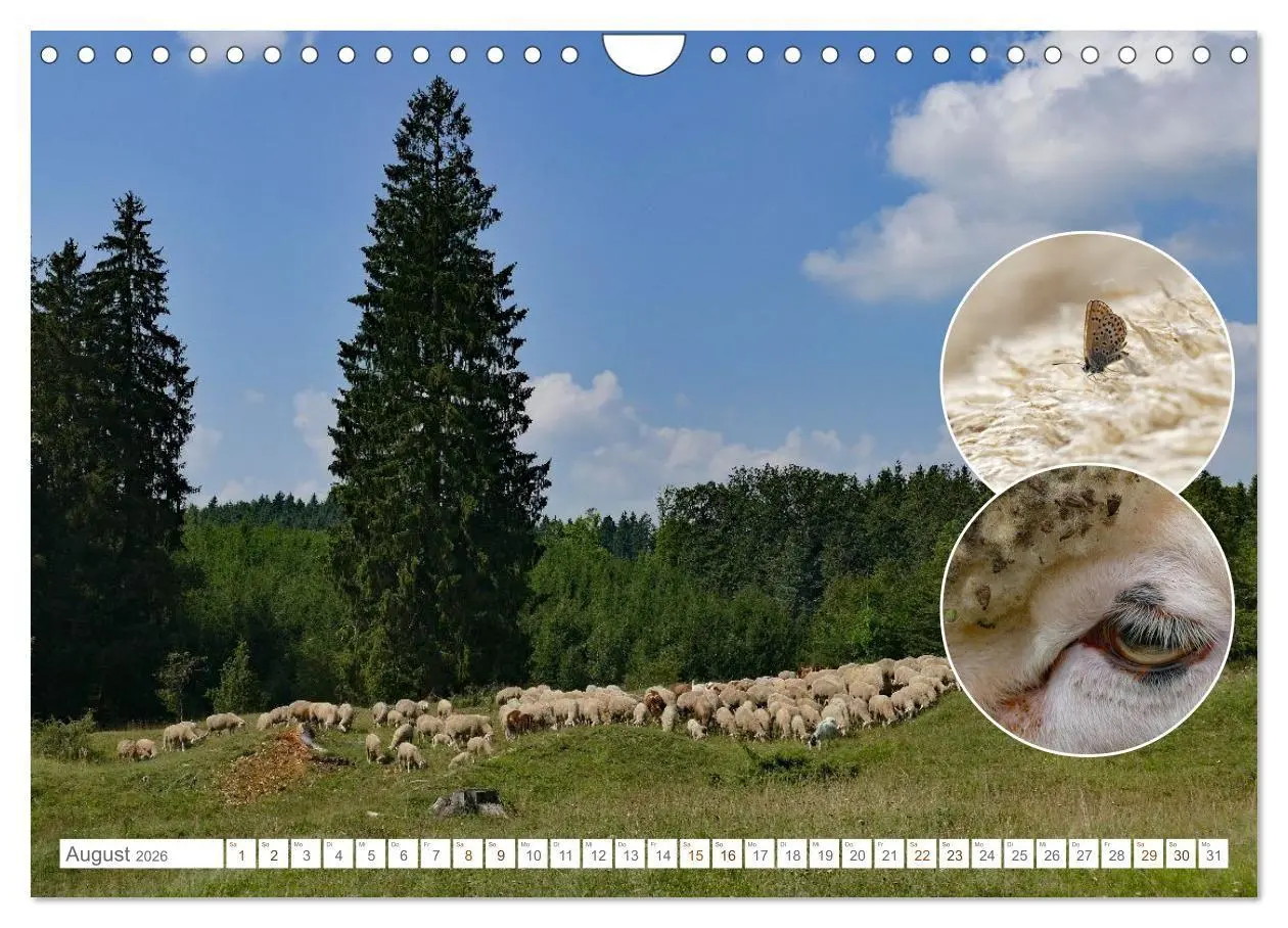 Bild: 9783516724998 | Weidetiere - Landschaftsgestalter seit Jahrhunderten (Wandkalender...
