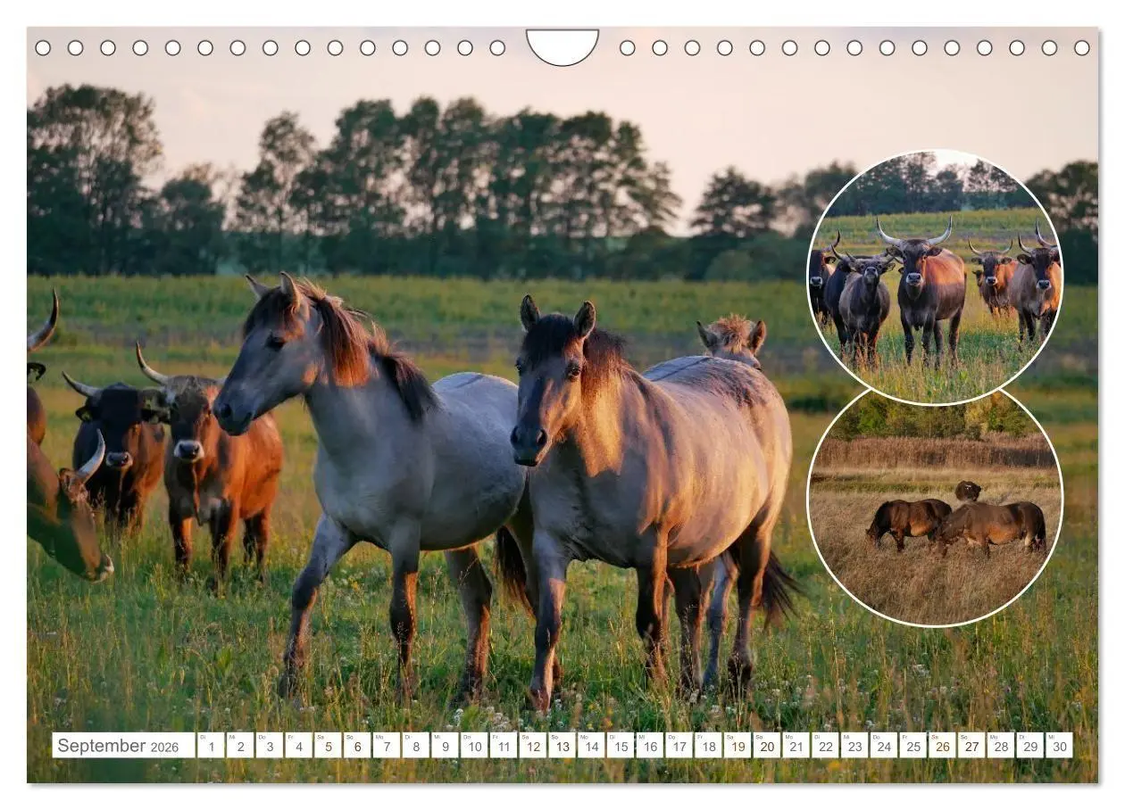 Bild: 9783516724998 | Weidetiere - Landschaftsgestalter seit Jahrhunderten (Wandkalender...