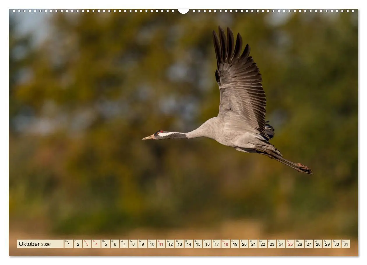 Bild: 9783457765098 | Niedersachsens Natur (Wandkalender 2026 DIN A2 quer), CALVENDO...