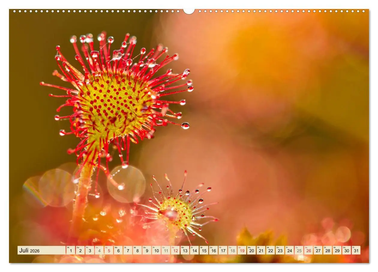 Bild: 9783457765098 | Niedersachsens Natur (Wandkalender 2026 DIN A2 quer), CALVENDO...