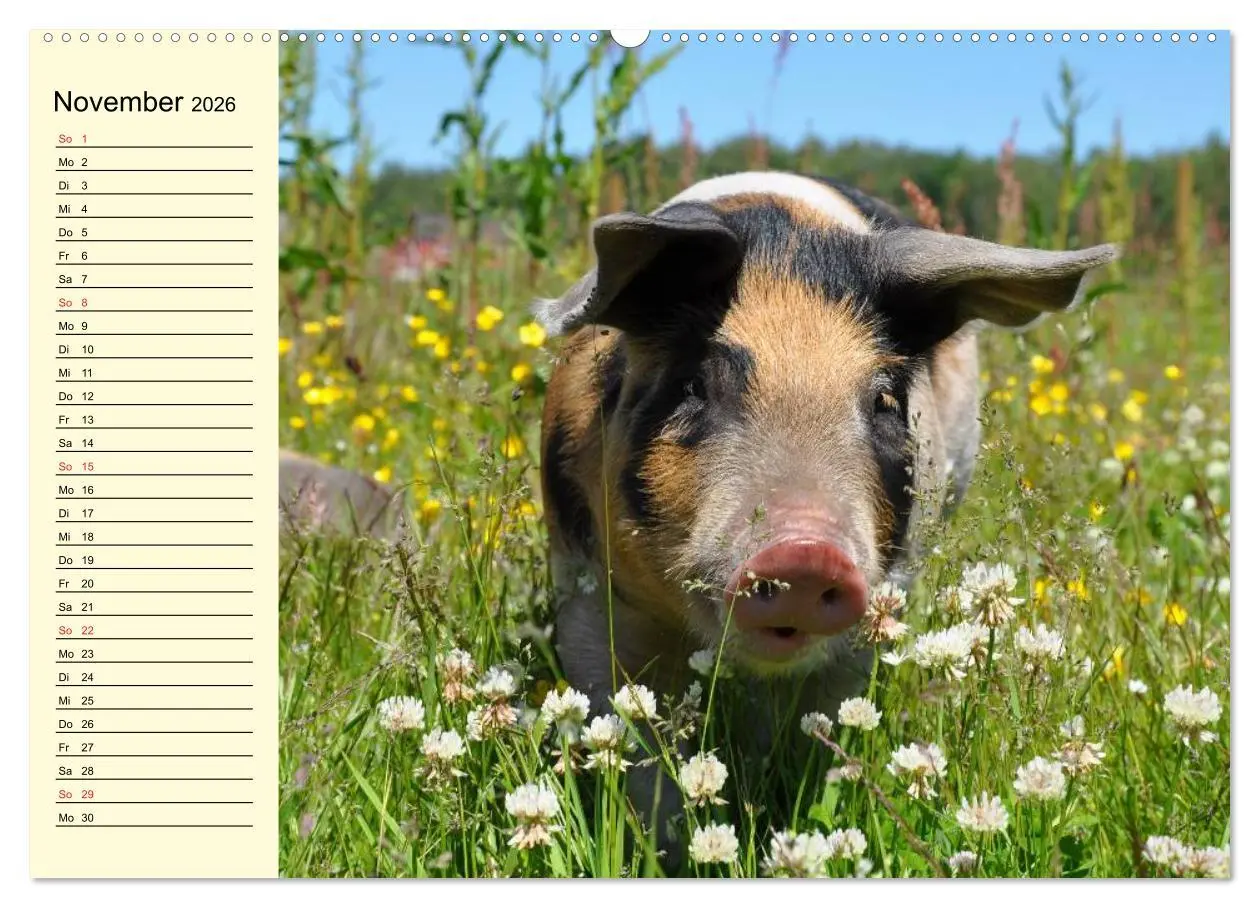 Bild: 9783457995198 | Von Säuen die Schwein haben! (hochwertiger Premium Wandkalender...