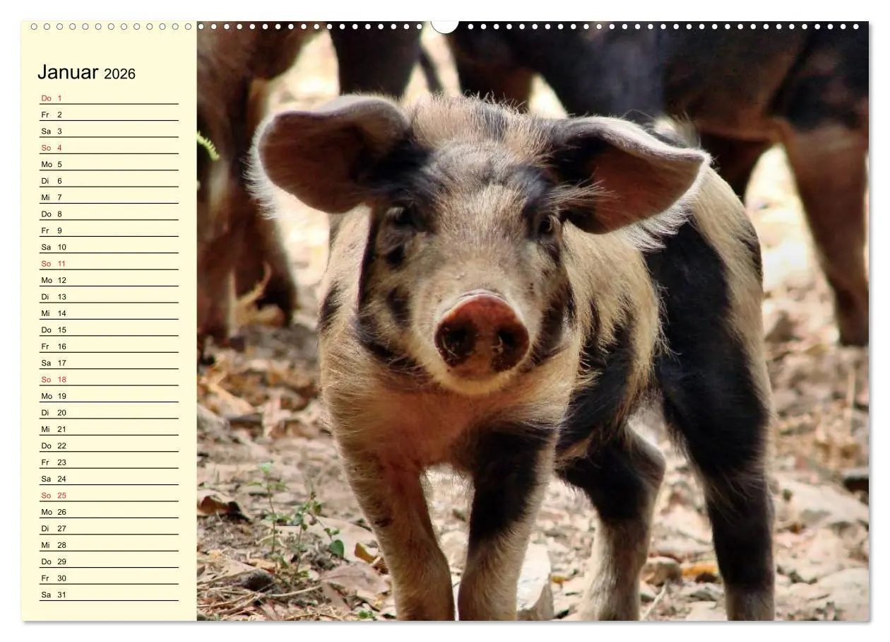 Bild: 9783457995198 | Von Säuen die Schwein haben! (hochwertiger Premium Wandkalender...