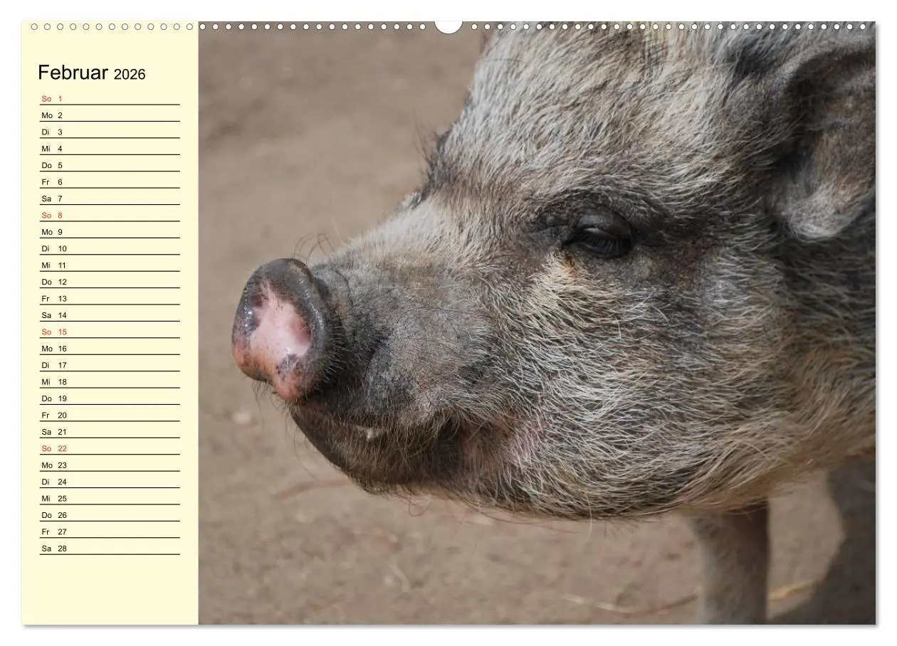 Bild: 9783457995198 | Von Säuen die Schwein haben! (hochwertiger Premium Wandkalender...