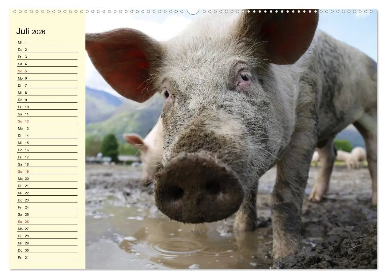 Bild: 9783457995198 | Von Säuen die Schwein haben! (hochwertiger Premium Wandkalender...