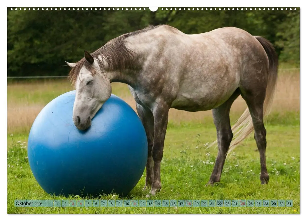 Bild: 9783457985298 | Lustiger Schimmel - ein Pferd mit Humor (Wandkalender 2026 DIN A2...