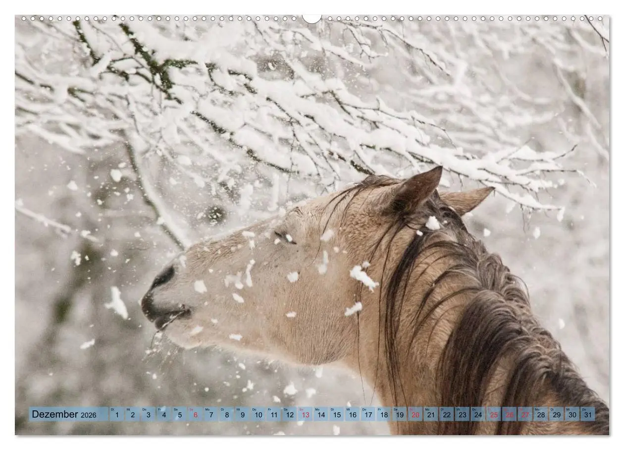 Bild: 9783457985298 | Lustiger Schimmel - ein Pferd mit Humor (Wandkalender 2026 DIN A2...