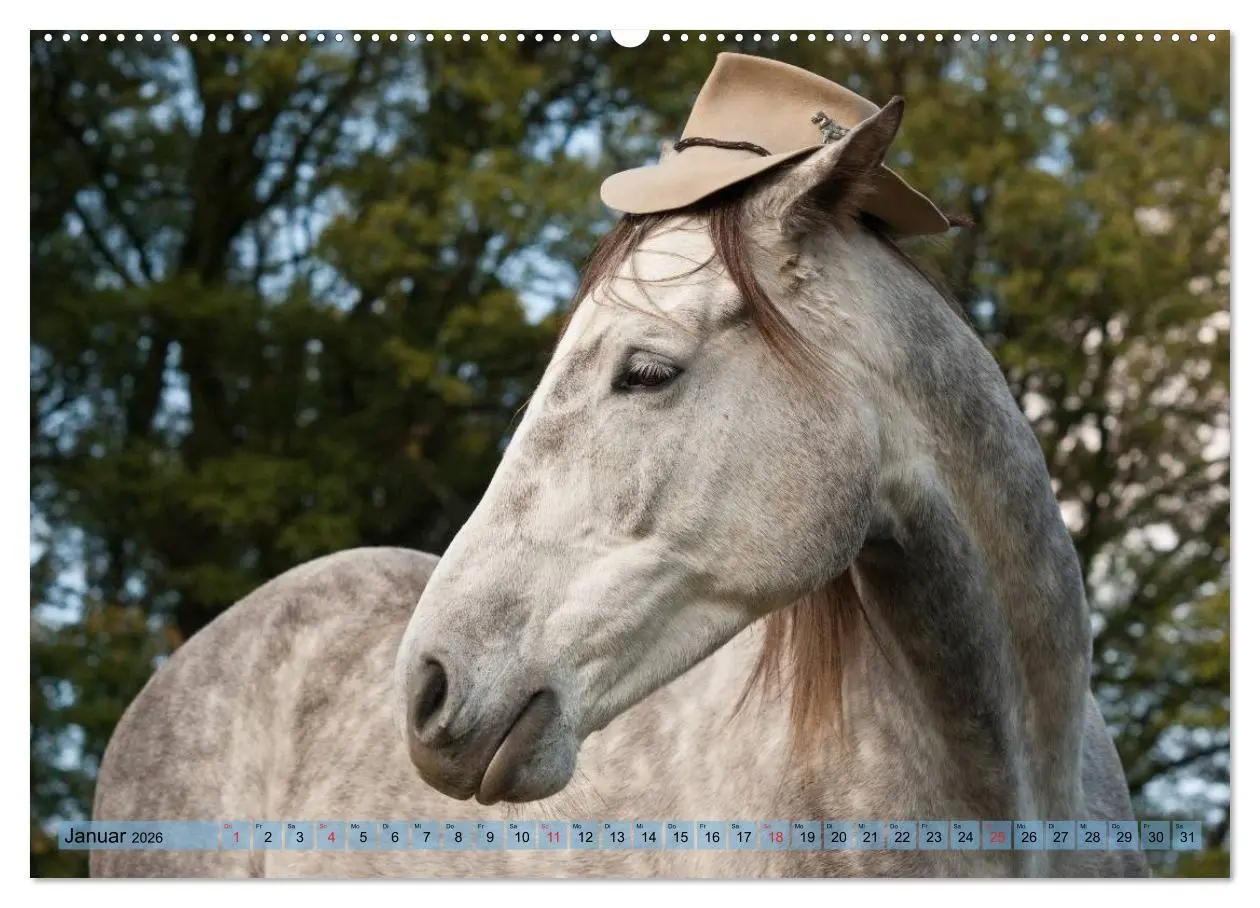 Bild: 9783457985298 | Lustiger Schimmel - ein Pferd mit Humor (Wandkalender 2026 DIN A2...