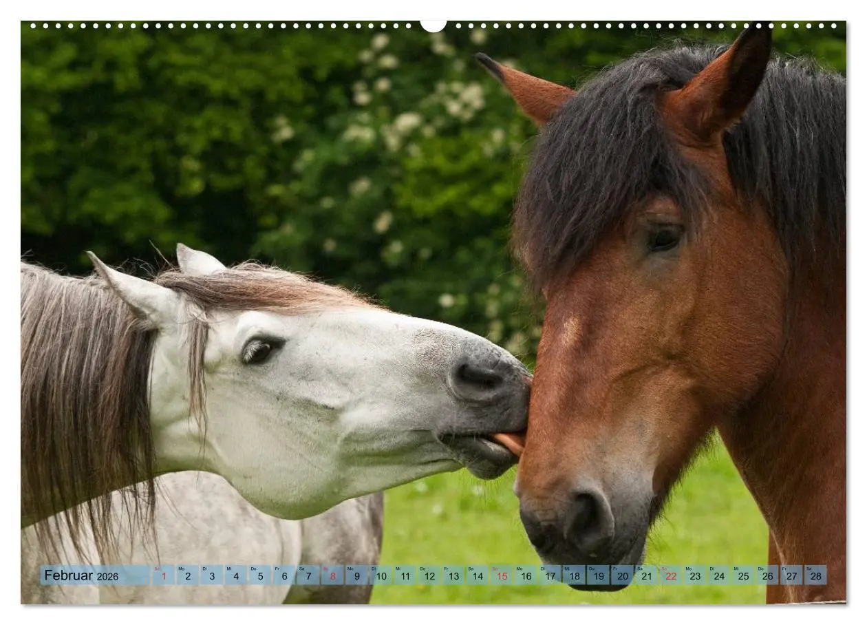 Bild: 9783457985298 | Lustiger Schimmel - ein Pferd mit Humor (Wandkalender 2026 DIN A2...