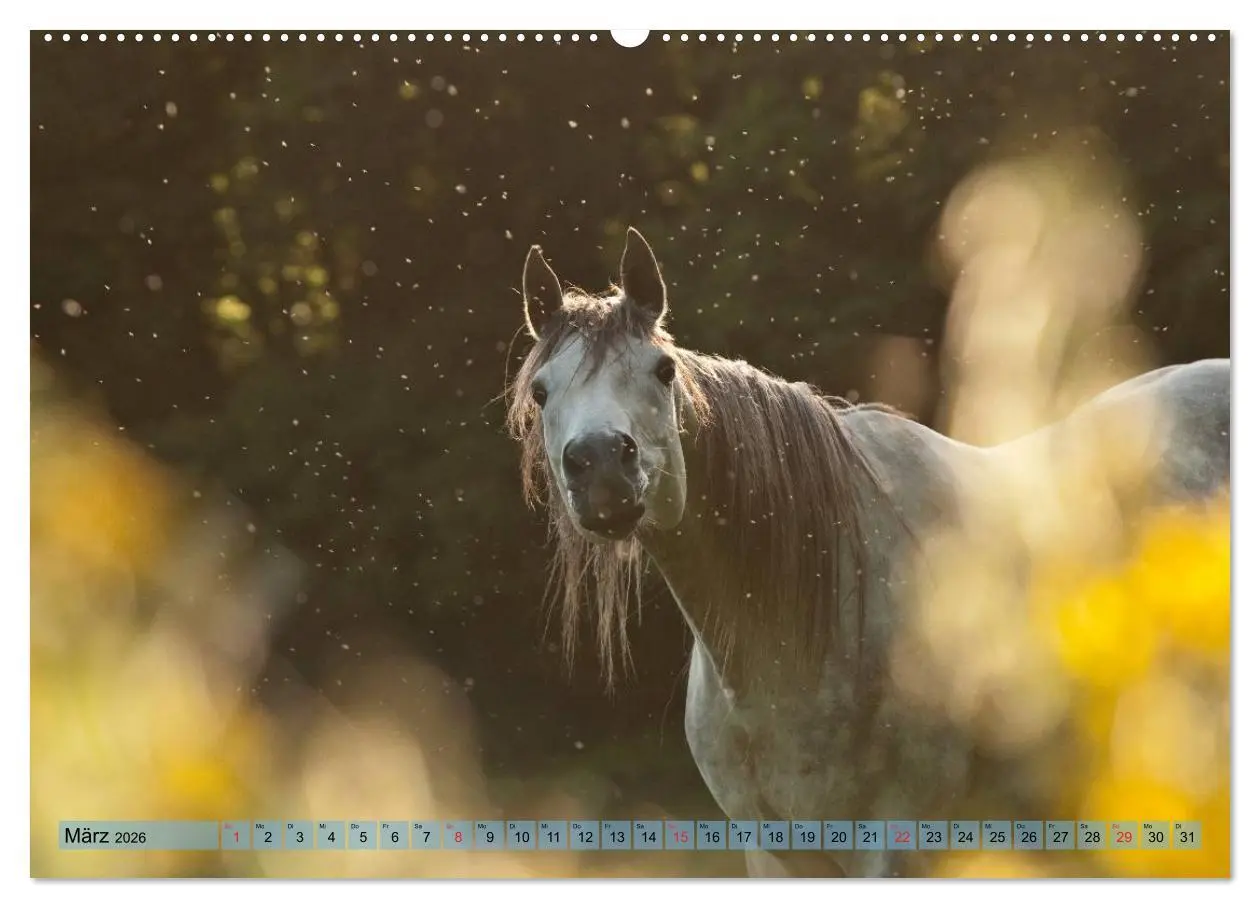 Bild: 9783457985298 | Lustiger Schimmel - ein Pferd mit Humor (Wandkalender 2026 DIN A2...