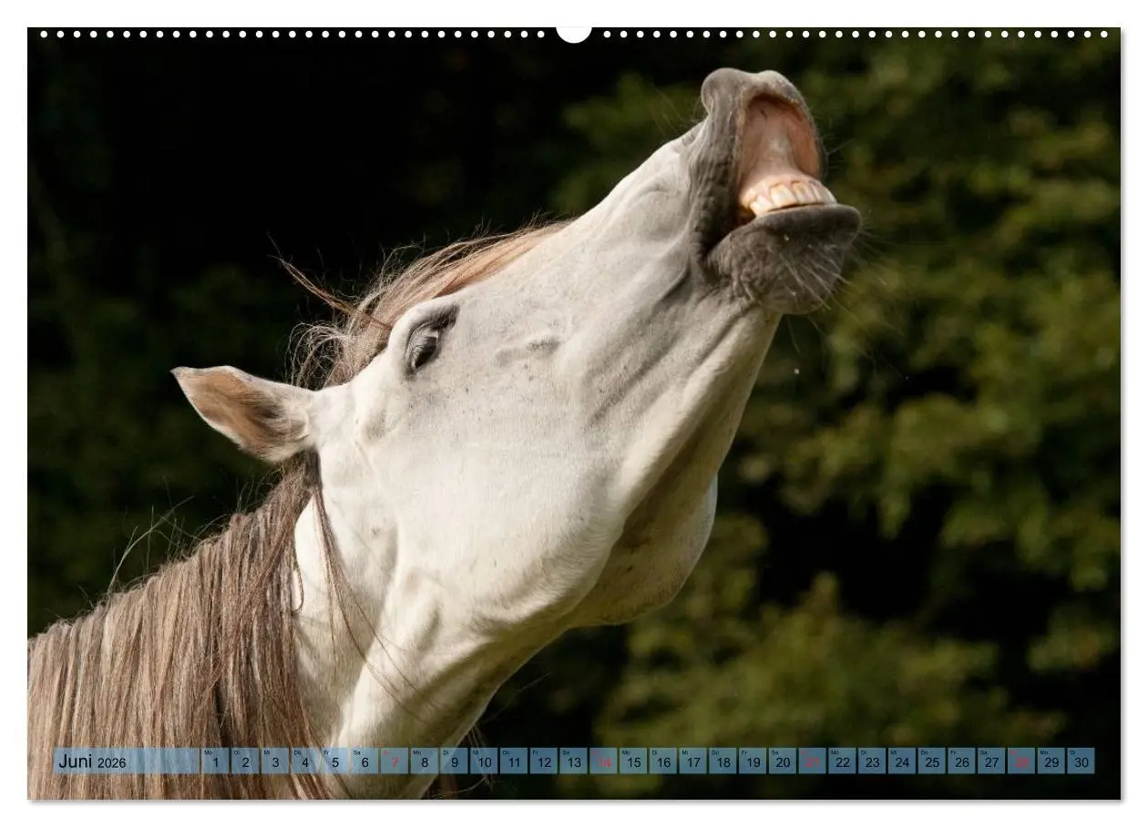 Bild: 9783457985298 | Lustiger Schimmel - ein Pferd mit Humor (Wandkalender 2026 DIN A2...