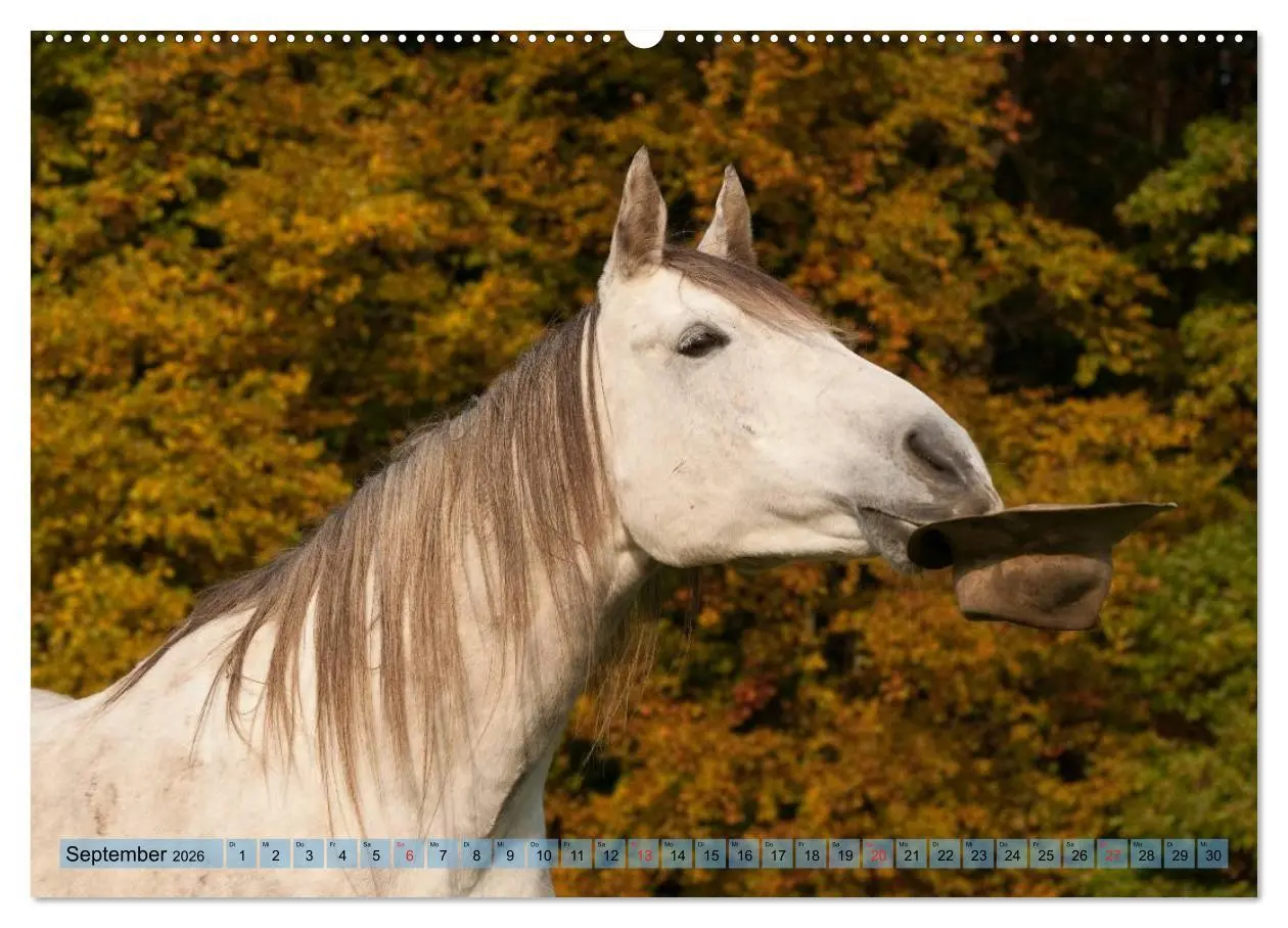 Bild: 9783457985298 | Lustiger Schimmel - ein Pferd mit Humor (Wandkalender 2026 DIN A2...