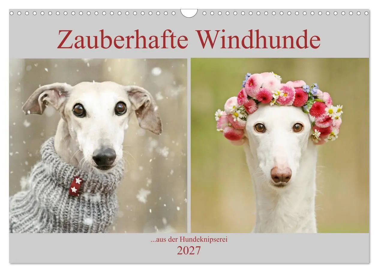 Cover: 9783569855298 | Zauberhafte Windhunde (Wandkalender 2027 DIN A3 quer), CALVENDO...