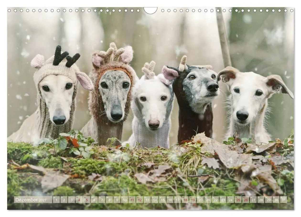 Bild: 9783569855298 | Zauberhafte Windhunde (Wandkalender 2027 DIN A3 quer), CALVENDO...