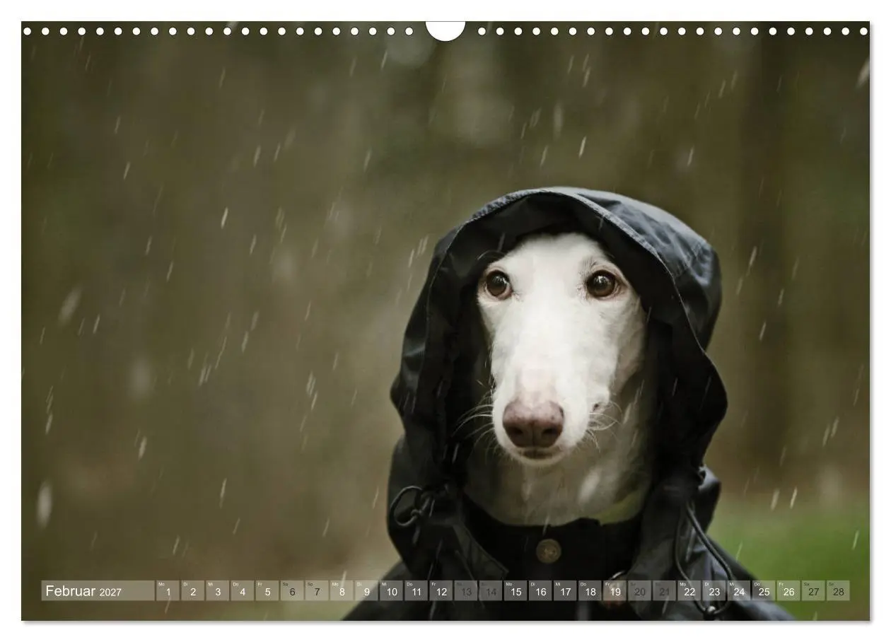 Bild: 9783569855298 | Zauberhafte Windhunde (Wandkalender 2027 DIN A3 quer), CALVENDO...