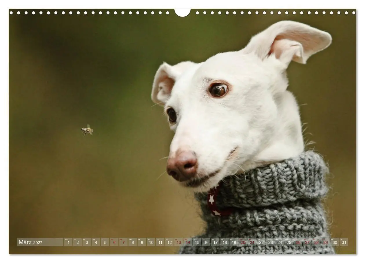 Bild: 9783569855298 | Zauberhafte Windhunde (Wandkalender 2027 DIN A3 quer), CALVENDO...