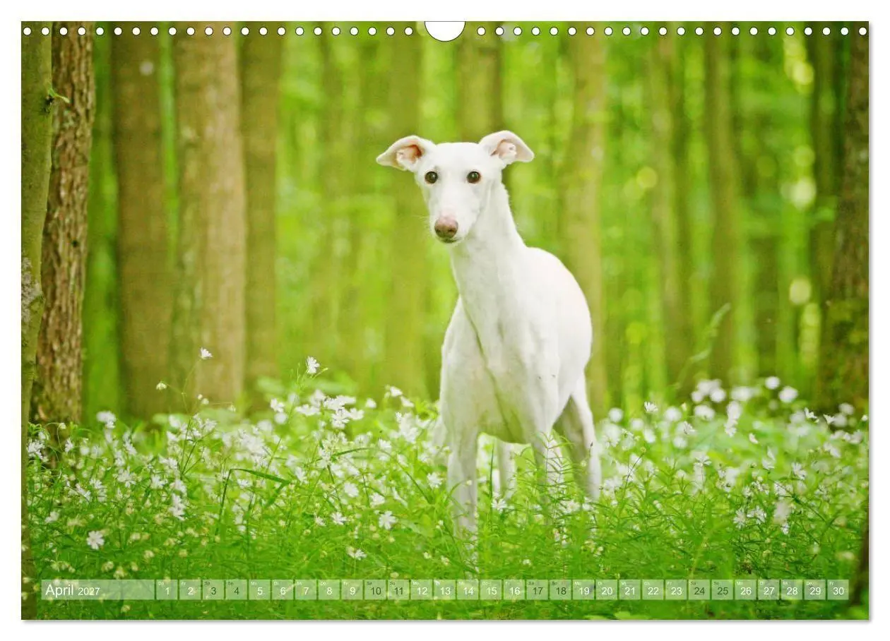 Bild: 9783569855298 | Zauberhafte Windhunde (Wandkalender 2027 DIN A3 quer), CALVENDO...