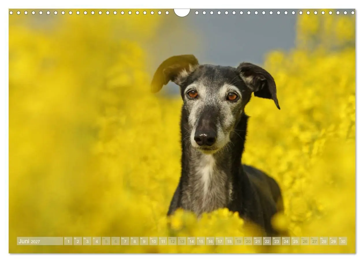 Bild: 9783569855298 | Zauberhafte Windhunde (Wandkalender 2027 DIN A3 quer), CALVENDO...