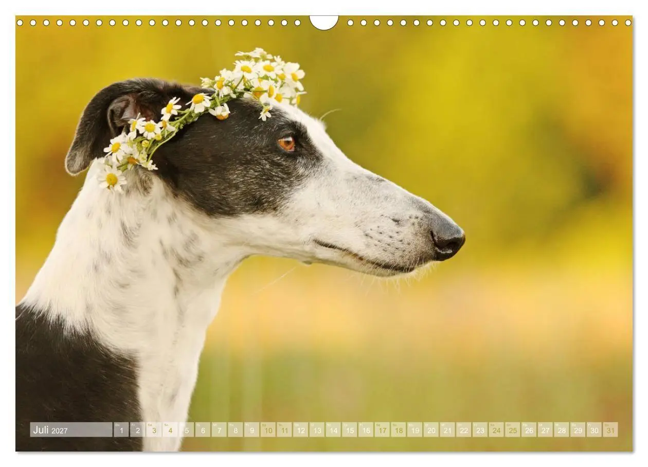 Bild: 9783569855298 | Zauberhafte Windhunde (Wandkalender 2027 DIN A3 quer), CALVENDO...