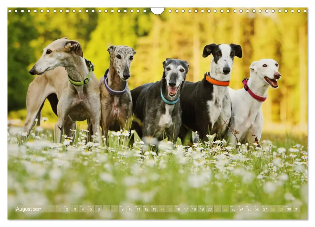 Bild: 9783569855298 | Zauberhafte Windhunde (Wandkalender 2027 DIN A3 quer), CALVENDO...