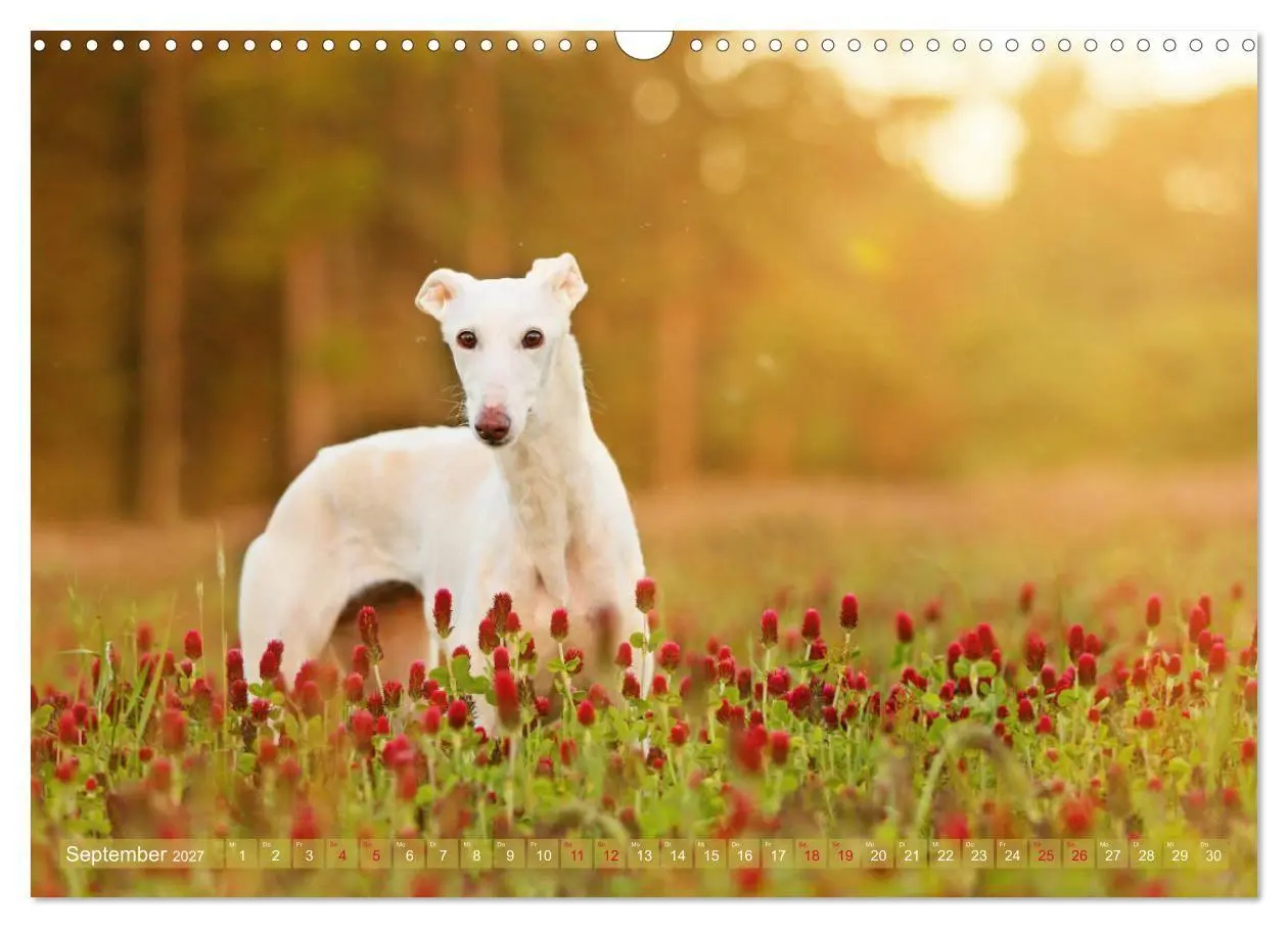 Bild: 9783569855298 | Zauberhafte Windhunde (Wandkalender 2027 DIN A3 quer), CALVENDO...