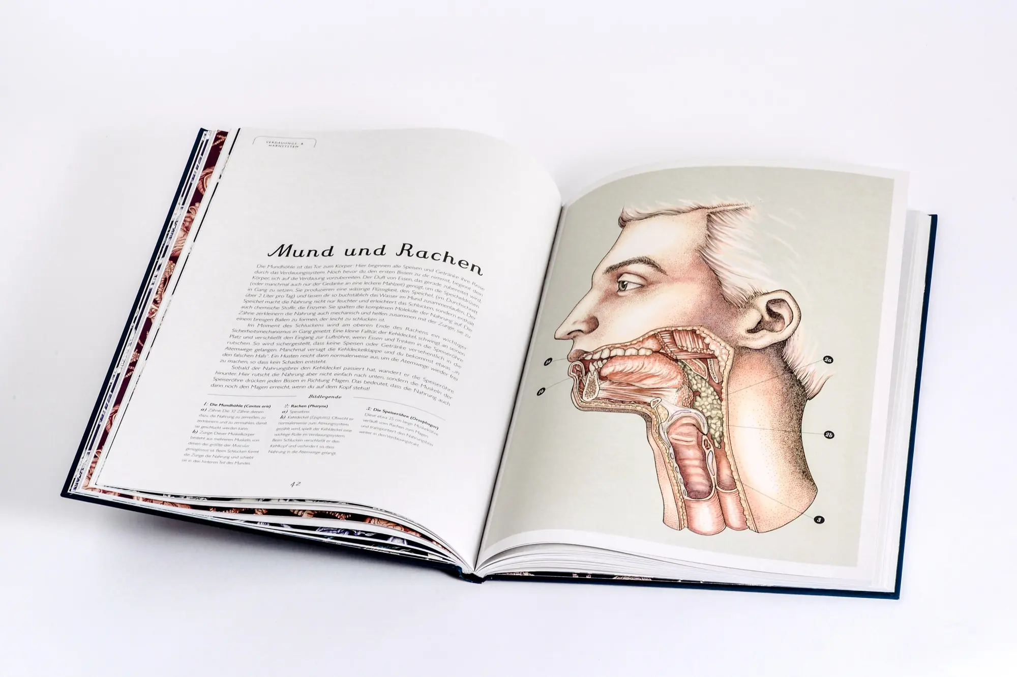 Bild: 9783791375298 | Das Museum des Körpers | Jennifer Z. Paxton | Buch | 112 S. | Deutsch