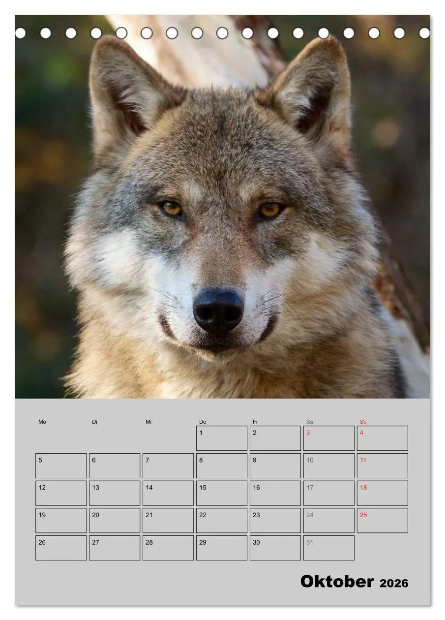 Bild: 9783516435498 | Wolf-Gesichter (Tischkalender 2026 DIN A5 hoch), CALVENDO...