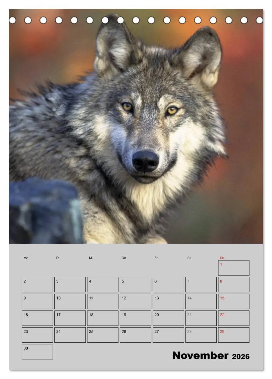 Bild: 9783516435498 | Wolf-Gesichter (Tischkalender 2026 DIN A5 hoch), CALVENDO...