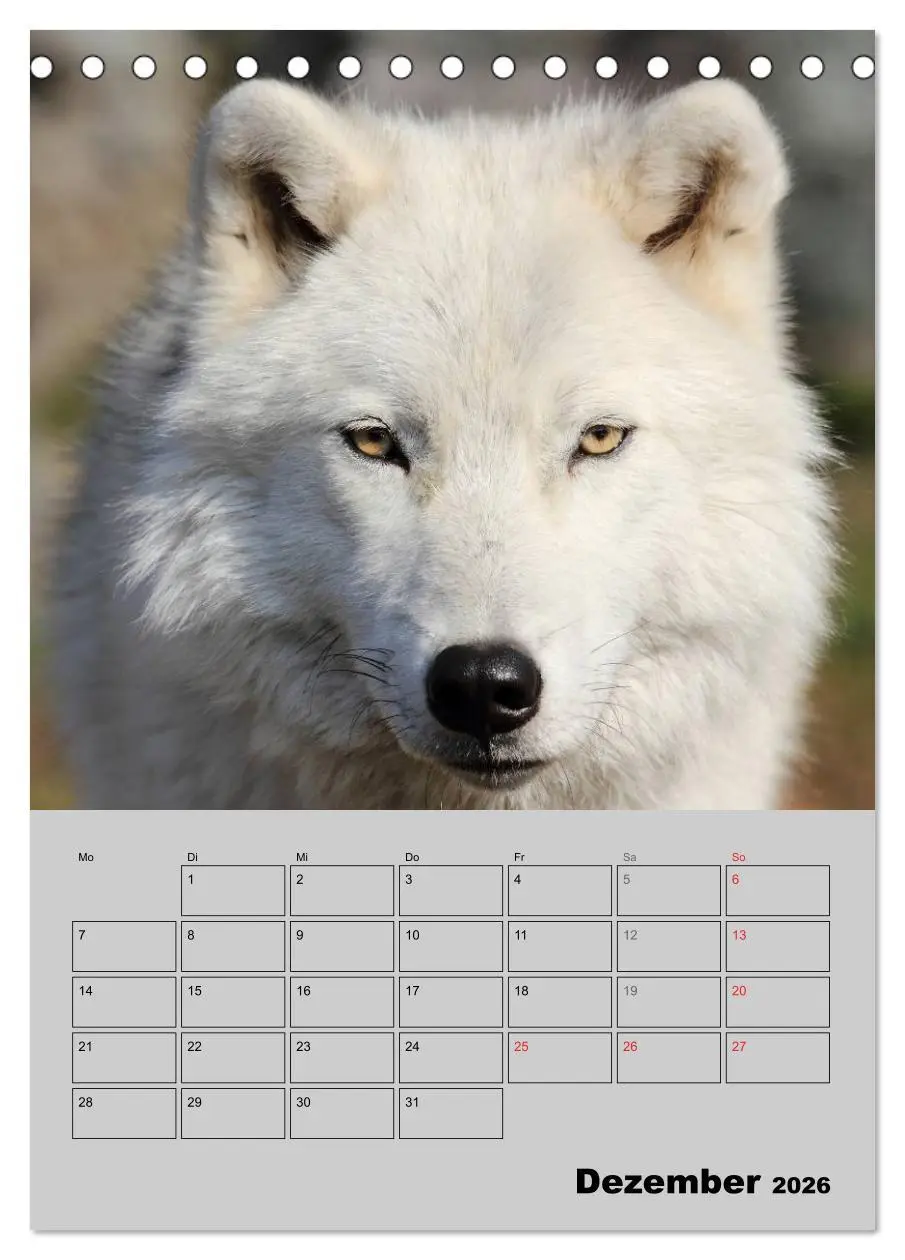 Bild: 9783516435498 | Wolf-Gesichter (Tischkalender 2026 DIN A5 hoch), CALVENDO...