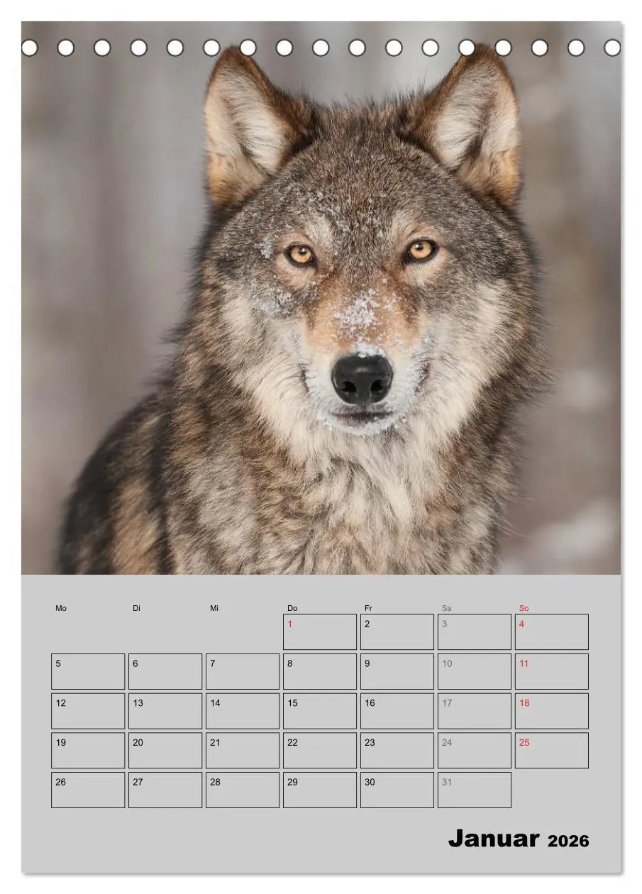 Bild: 9783516435498 | Wolf-Gesichter (Tischkalender 2026 DIN A5 hoch), CALVENDO...
