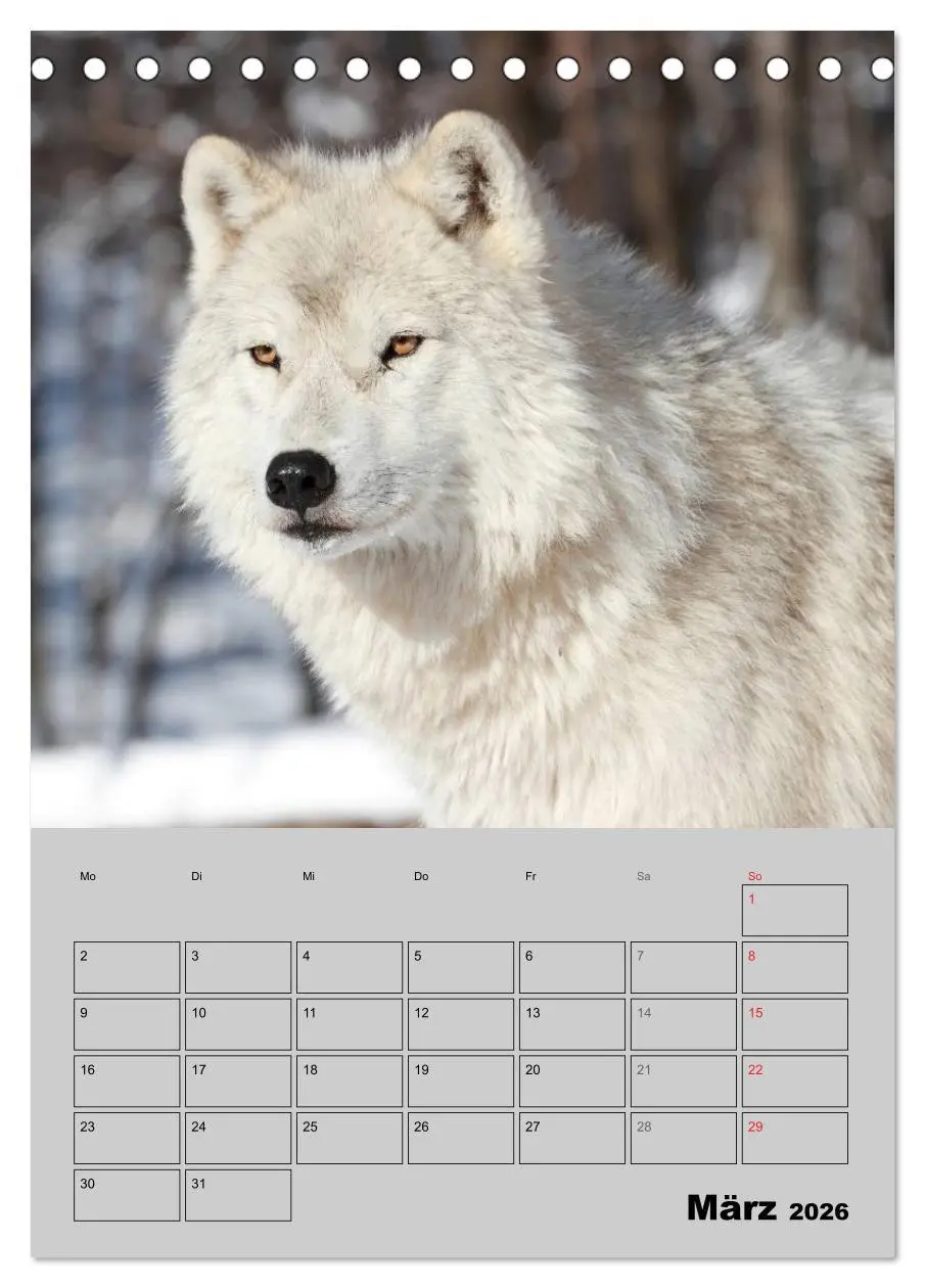 Bild: 9783516435498 | Wolf-Gesichter (Tischkalender 2026 DIN A5 hoch), CALVENDO...