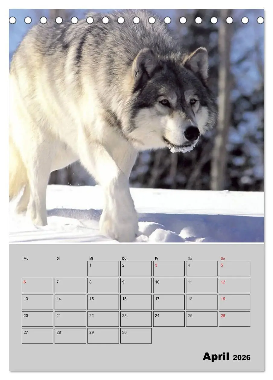 Bild: 9783516435498 | Wolf-Gesichter (Tischkalender 2026 DIN A5 hoch), CALVENDO...