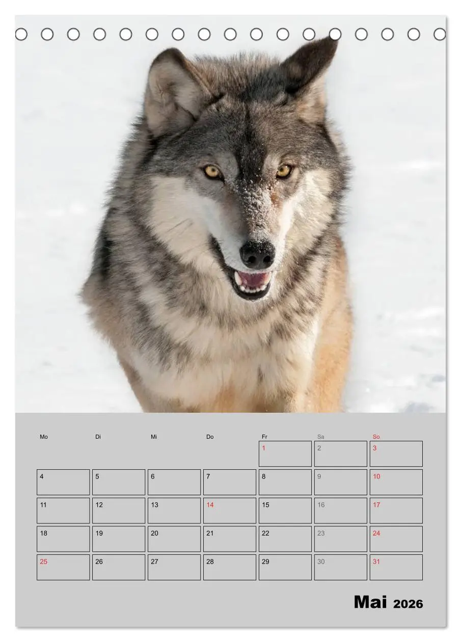 Bild: 9783516435498 | Wolf-Gesichter (Tischkalender 2026 DIN A5 hoch), CALVENDO...